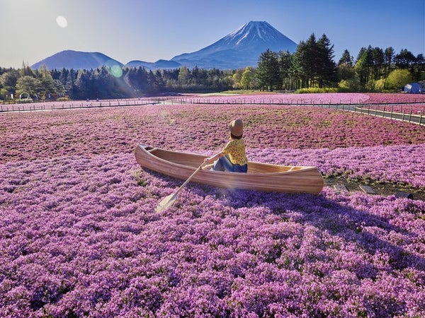 ■<八王子発>【山梨】やまなしの春!関東最大級・芝桜の祭典「富士芝桜まつり」と大人気「桔梗信玄餅詰め放題」♪シーズンラスト☆完熟「いちご狩り」食べ放題にスイス&甲州郷土料理ビュッフェも!1
